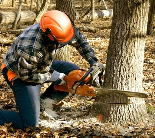 Tree Removal in Thorndike, MA